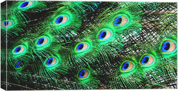 Peacock Feathers Canvas Print by Ruth Hallam