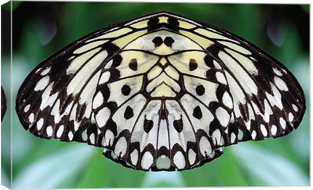 Butterfly wing Canvas Print by Ruth Hallam