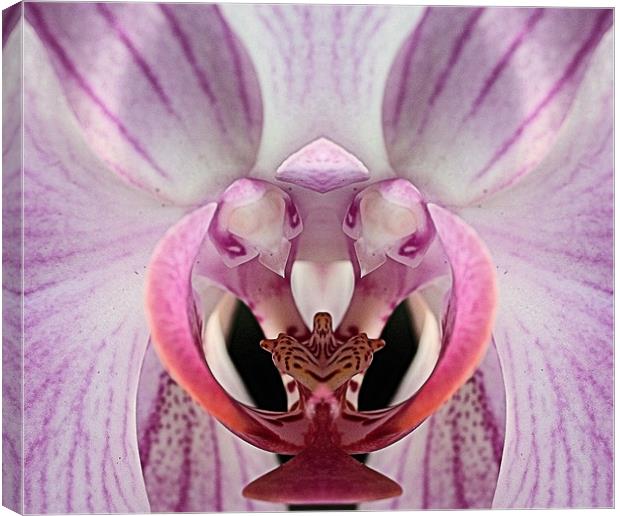Closeup pink and white orchid Canvas Print by Ruth Hallam