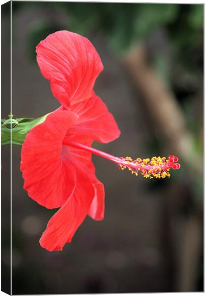 Red flower 2 Canvas Print by Ruth Hallam