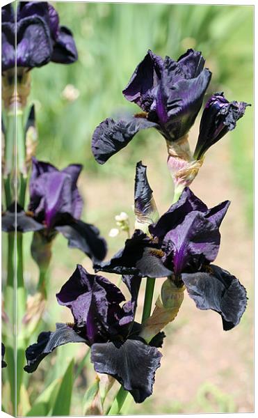 Black iris 2 Canvas Print by Ruth Hallam