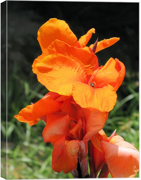 Orange iris Canvas Print by Ruth Hallam