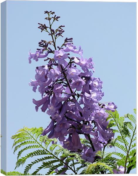 Purple flower 2 Canvas Print by Ruth Hallam