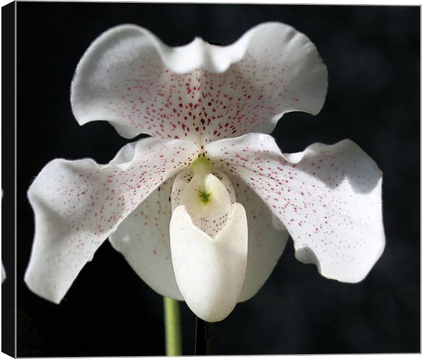 White orchid 3 Canvas Print by Ruth Hallam