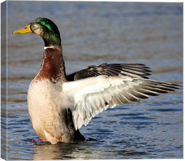 Mallard 2 Canvas Print by Ruth Hallam