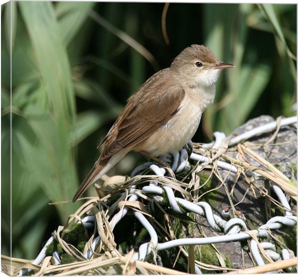 Reed Warbler 2 Canvas Print by Ruth Hallam