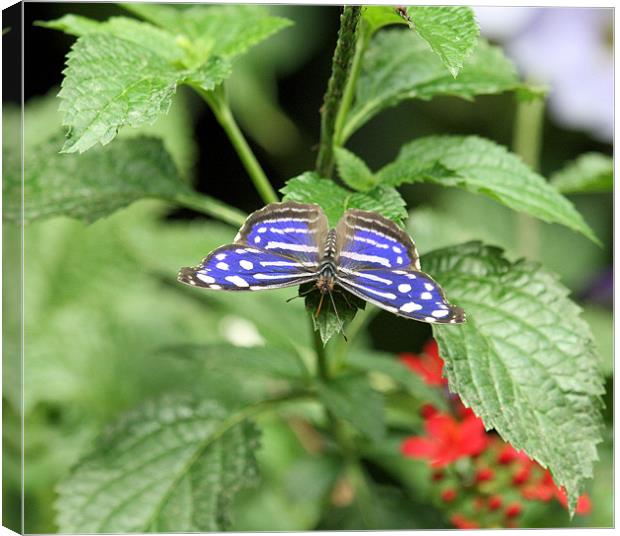 Blue and white spot butterfly Canvas Print by Ruth Hallam