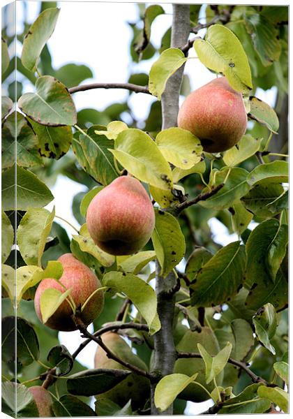 Pear tree Canvas Print by Ruth Hallam