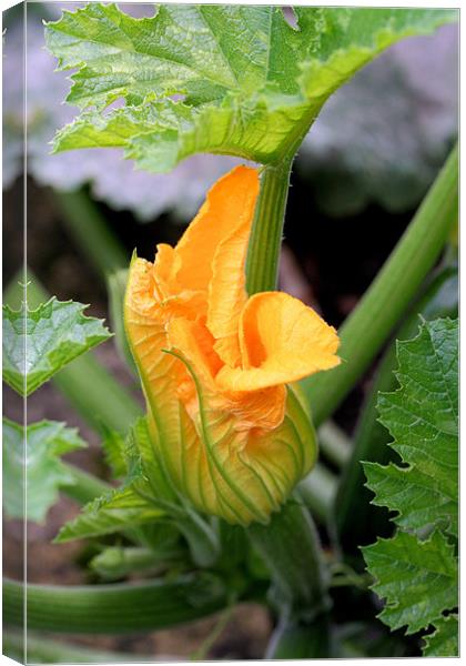 Courgette flower Canvas Print by Ruth Hallam
