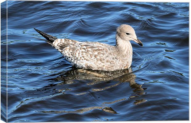 California gull 3 Canvas Print by Ruth Hallam