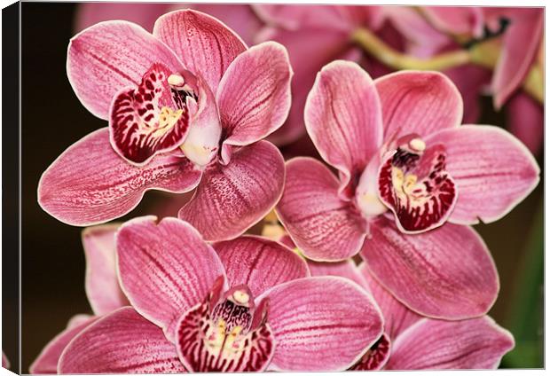 Pink Cymbidium orchids 3 Canvas Print by Ruth Hallam