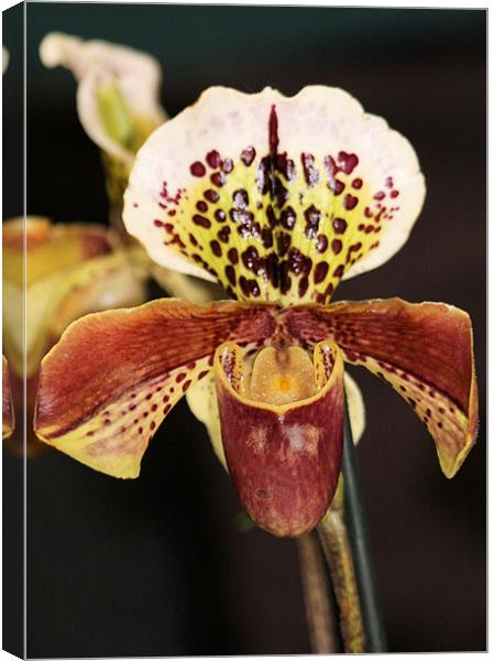 Red Slipper orchid Canvas Print by Ruth Hallam