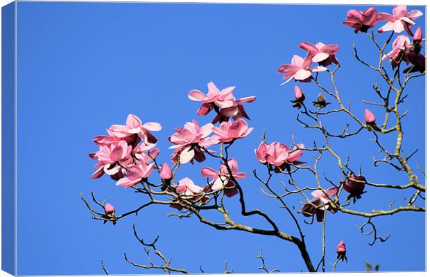 Magnolia Tree Canvas Print by Ruth Hallam