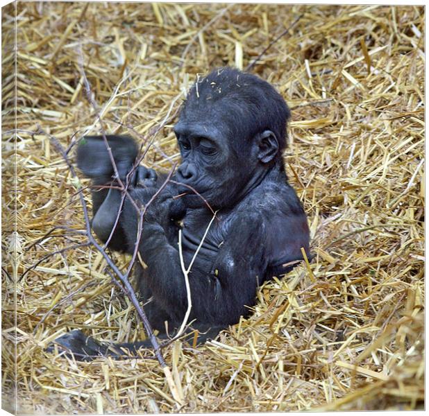 Baby Gorilla Canvas Print by Ruth Hallam