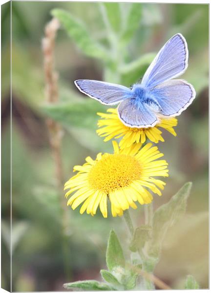 Common Blue Butterfly 2 Canvas Print by Ruth Hallam