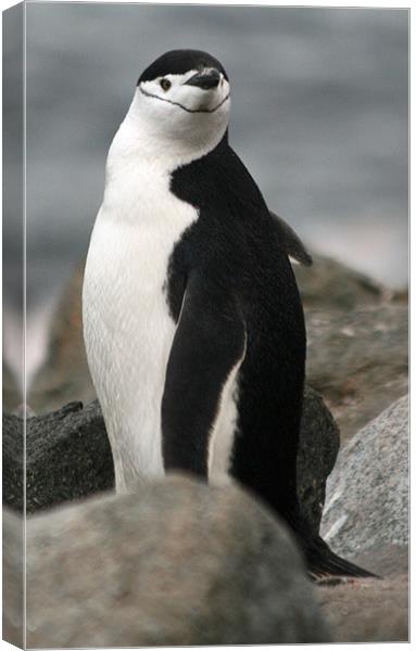 Chinstrap penguin Canvas Print by Ruth Hallam