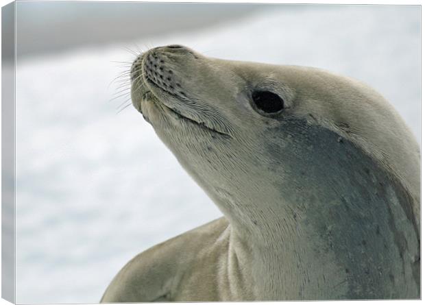 Crabeater Seal 8 Canvas Print by Ruth Hallam