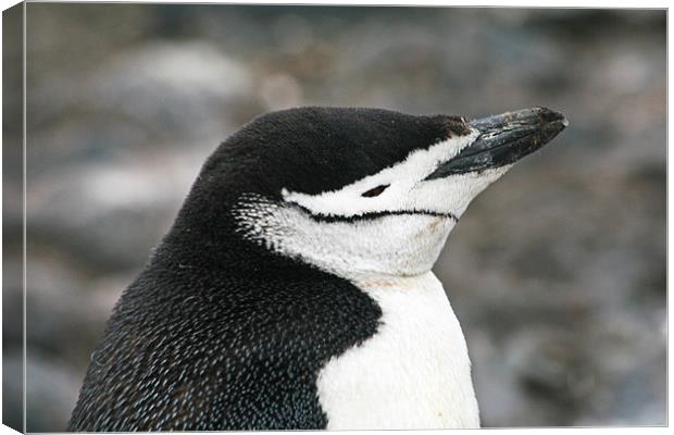 Chinstrap penguin 18 Canvas Print by Ruth Hallam
