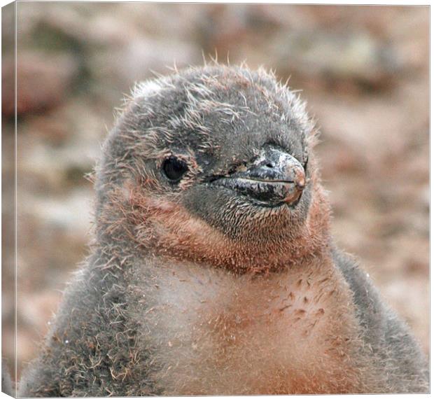 Chinstrap penguin chick 24 Canvas Print by Ruth Hallam