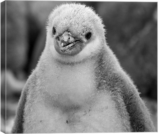 Chinstrap penguin chick 28 Canvas Print by Ruth Hallam