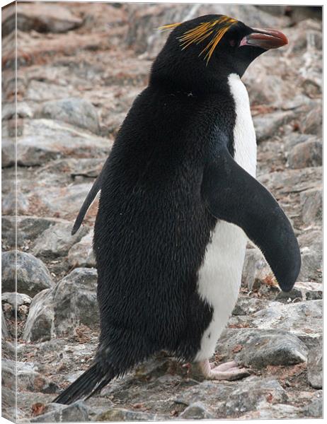 Macaroni penguin 5 Canvas Print by Ruth Hallam