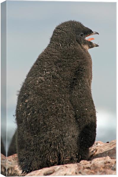 Adelie Penguin chick 3 Canvas Print by Ruth Hallam