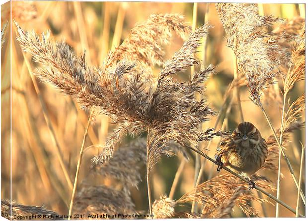 Reed Bunting Canvas Print by Ruth Hallam