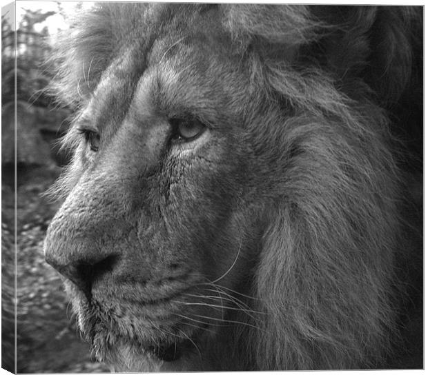 Lion Canvas Print by Paul Hutchings 