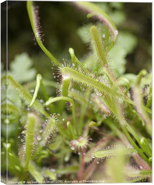 Portuguese Sundew or Dewy Pine Canvas Print by Jacqueline Love