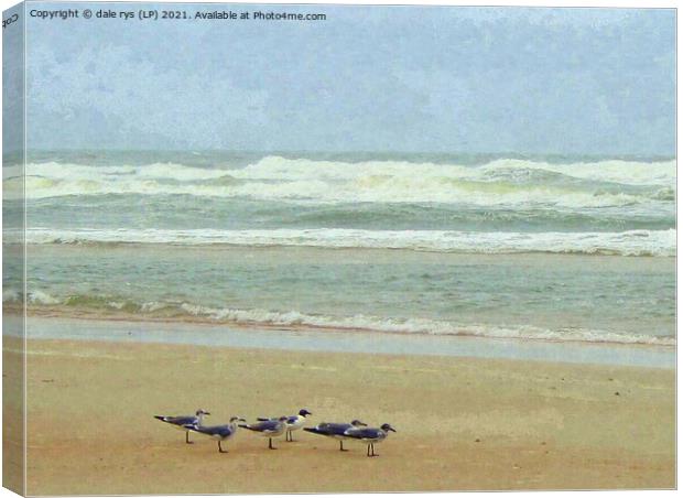 daytona beach seagulls Canvas Print by dale rys (LP)