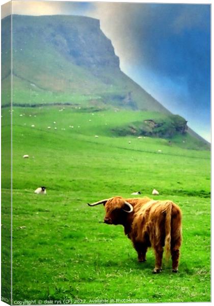 highland cow - highland cattle Canvas Print by dale rys (LP)