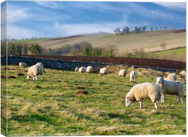 sheep farming east linton Canvas Print by dale rys (LP)