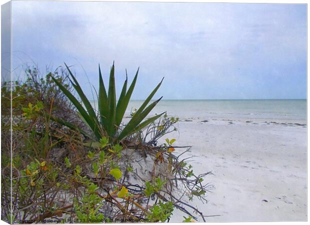 FLORIDA BEACH Canvas Print by dale rys (LP)
