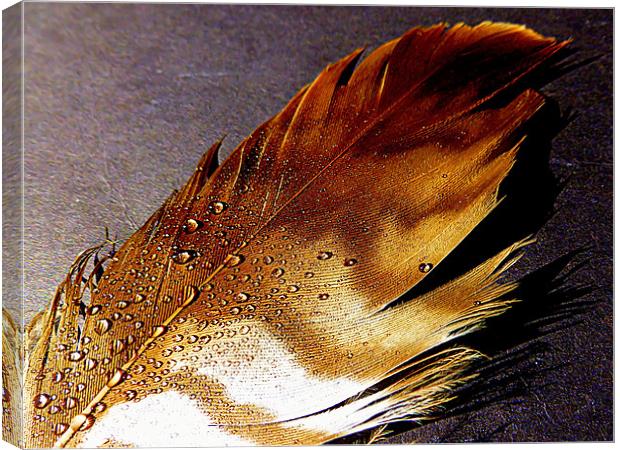 BIRDS FEATHER Canvas Print by dale rys (LP)