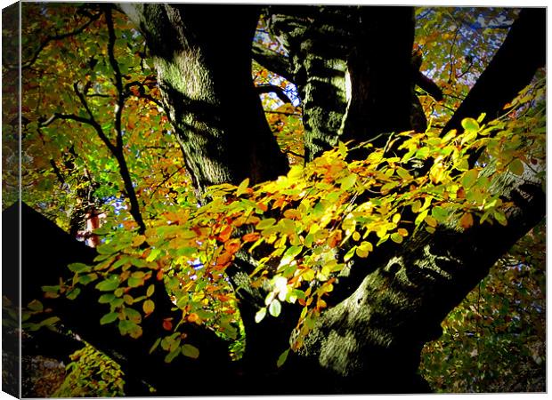 TREE Canvas Print by dale rys (LP)