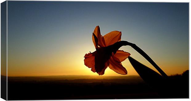 DAFFODIL SUNSET Canvas Print by dale rys (LP)