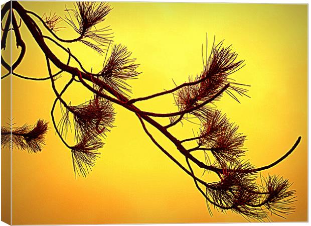 beautifull in yellow Canvas Print by dale rys (LP)