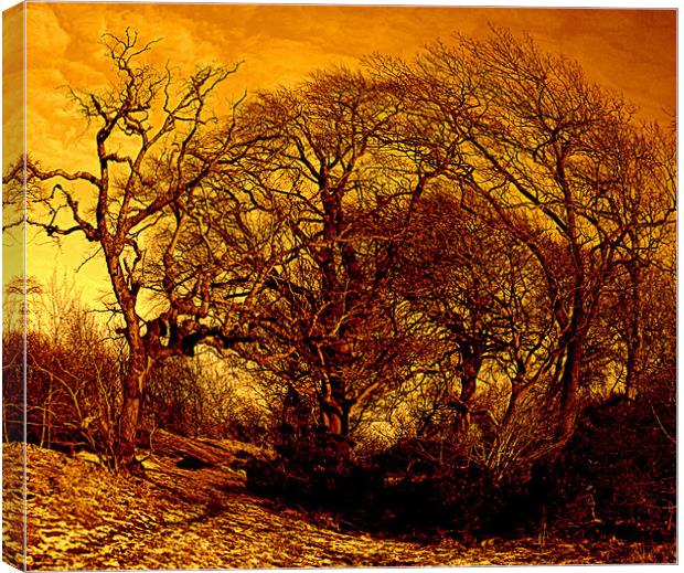 early morning woods Canvas Print by dale rys (LP)