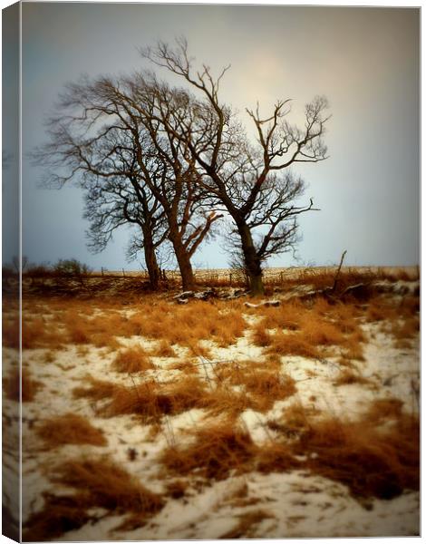 three trees Canvas Print by dale rys (LP)