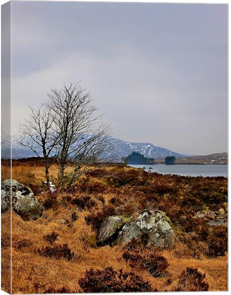 lone tree of corrour Canvas Print by dale rys (LP)