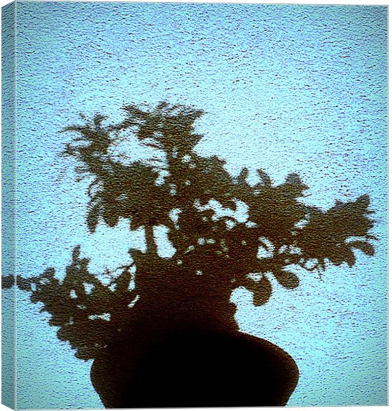 bonsai Canvas Print by dale rys (LP)