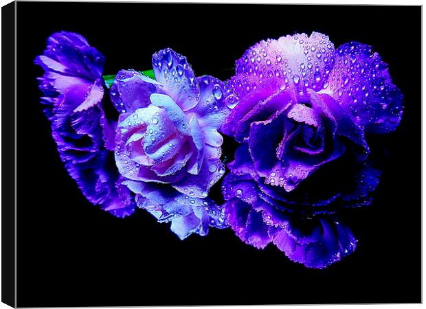 the color purple Canvas Print by dale rys (LP)