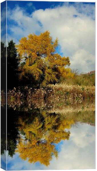 yellow reflection Canvas Print by dale rys (LP)