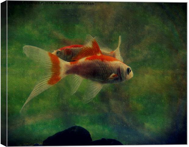 fish life Canvas Print by dale rys (LP)