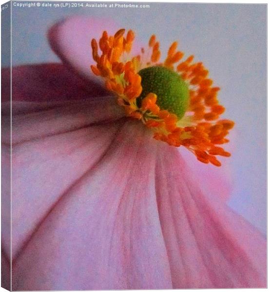  flora closeup Canvas Print by dale rys (LP)