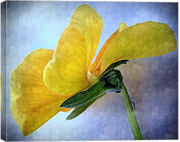  closeup yellow  Canvas Print by dale rys (LP)