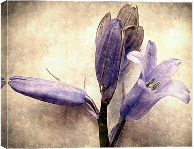  old bluebells Canvas Print by dale rys (LP)