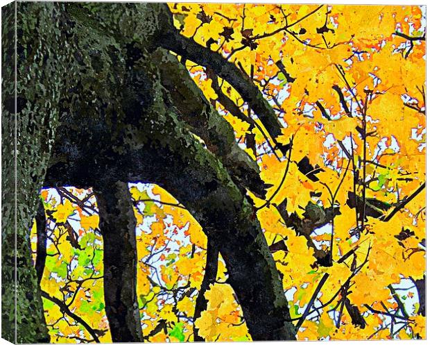  fall shot with alittle color.... Canvas Print by dale rys (LP)
