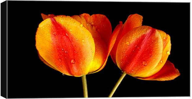 tulips in contrast Canvas Print by dale rys (LP)