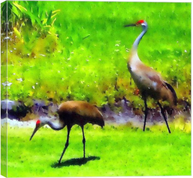 sandhill cranes Canvas Print by dale rys (LP)